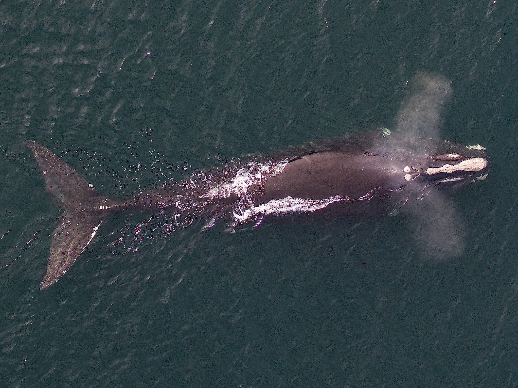 Another effect of the separation between nares is the wings of spray produced when the whale blows through them.